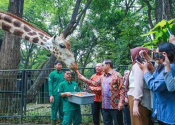 Gubernur Pramono rencana buka Kebun Binatang Ragukan 24 jam